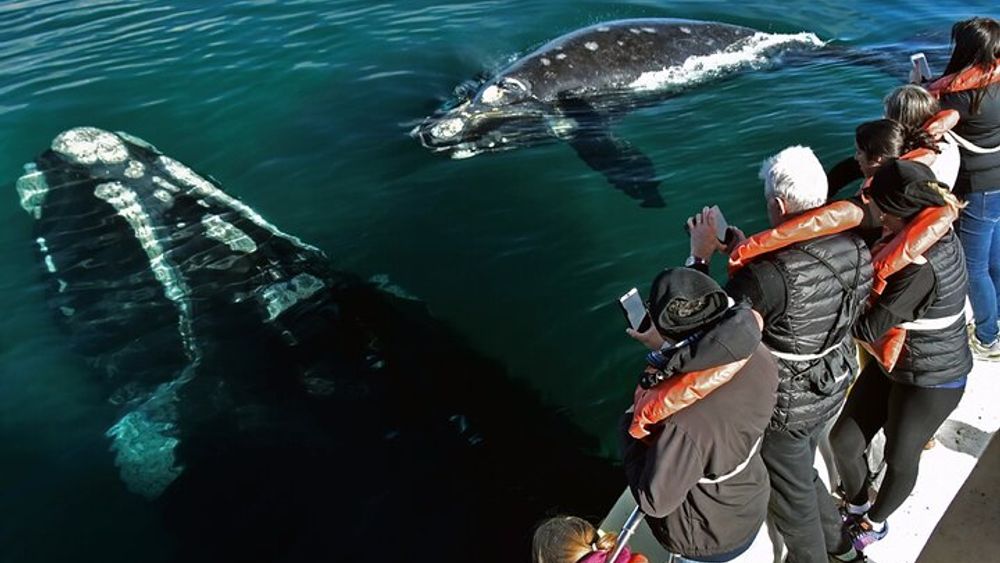 Puerto Madryn: Peninsula Valdes National Park Day Trip