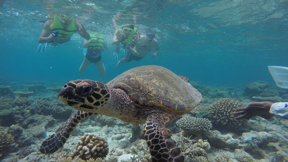 3 Point Snorkeling Safari