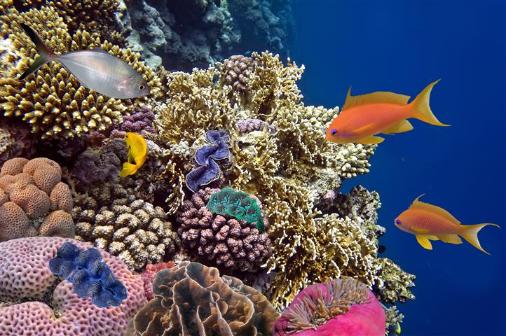 Red Sea Diving 8 days from Amman