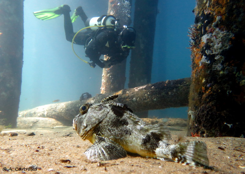 Dive Busselton Jetty