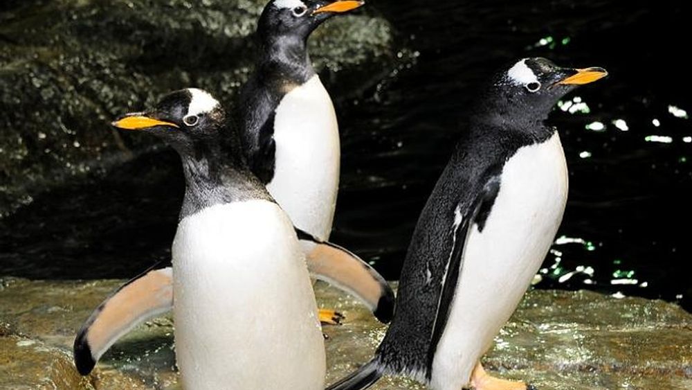 Central Park Zoo Admission Ticket
