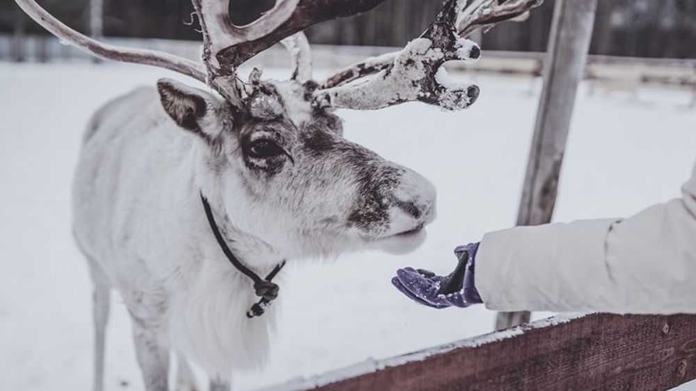 Rovaniemi: Reindeer Safari Tour & 2.5 km Sled Ride