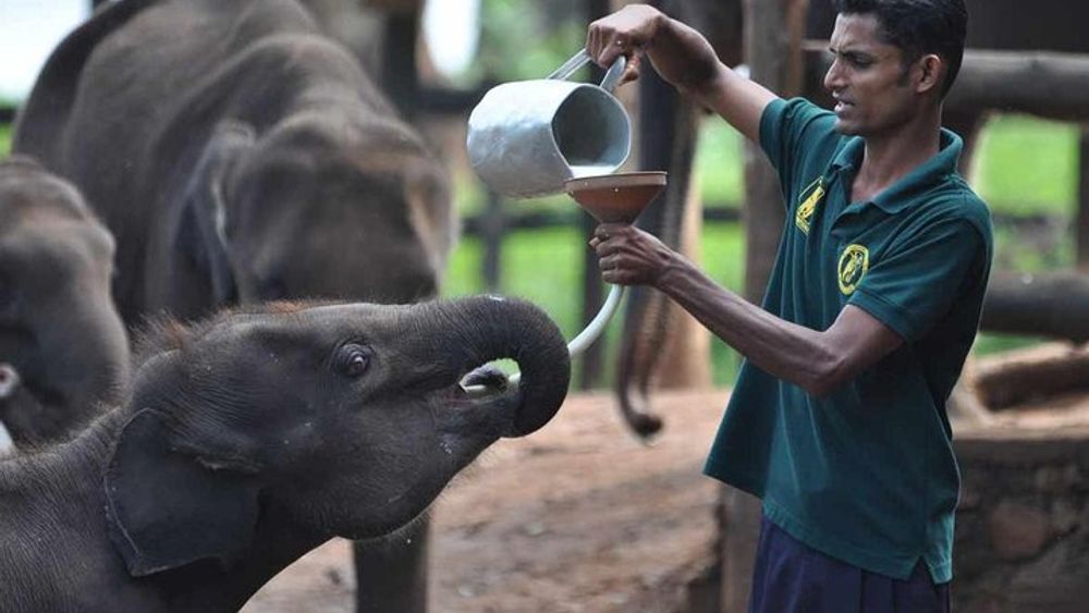 Udawalawe Safari and Elephant Transit Home