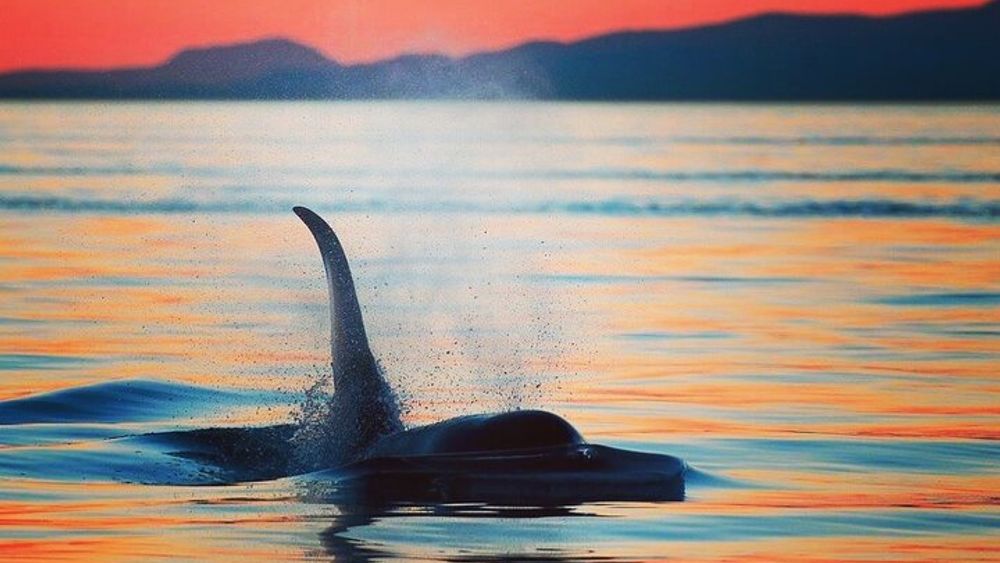 Vancouver Island: Cowichan Bay Sunset Whale and Wildlife Tour