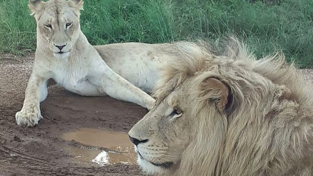 Kruger National Park Full Day Tour Minimum 2people