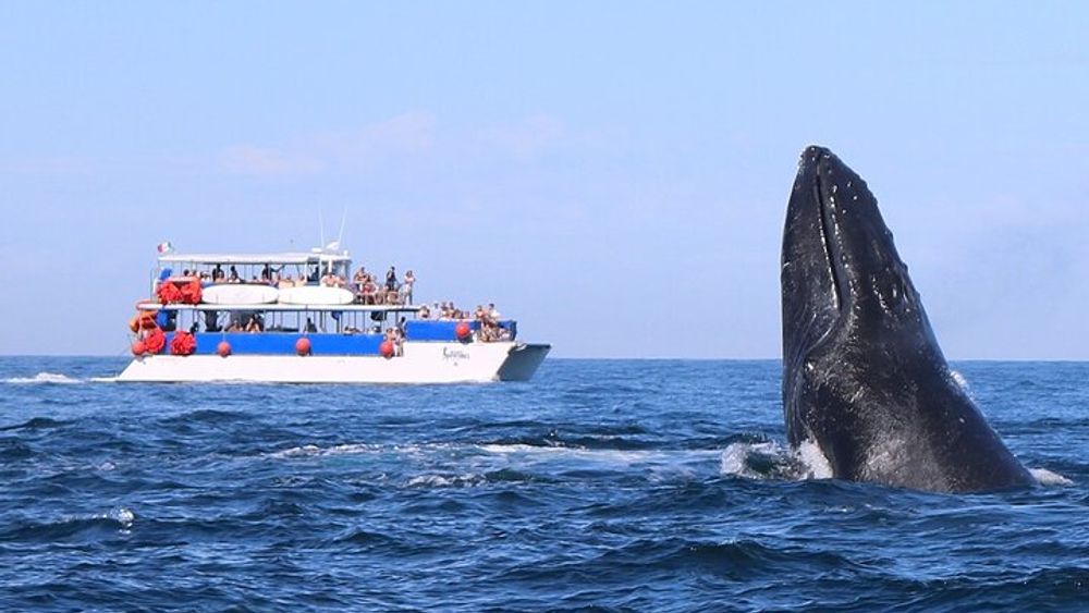 Whale Watching in Puerto Vallarta