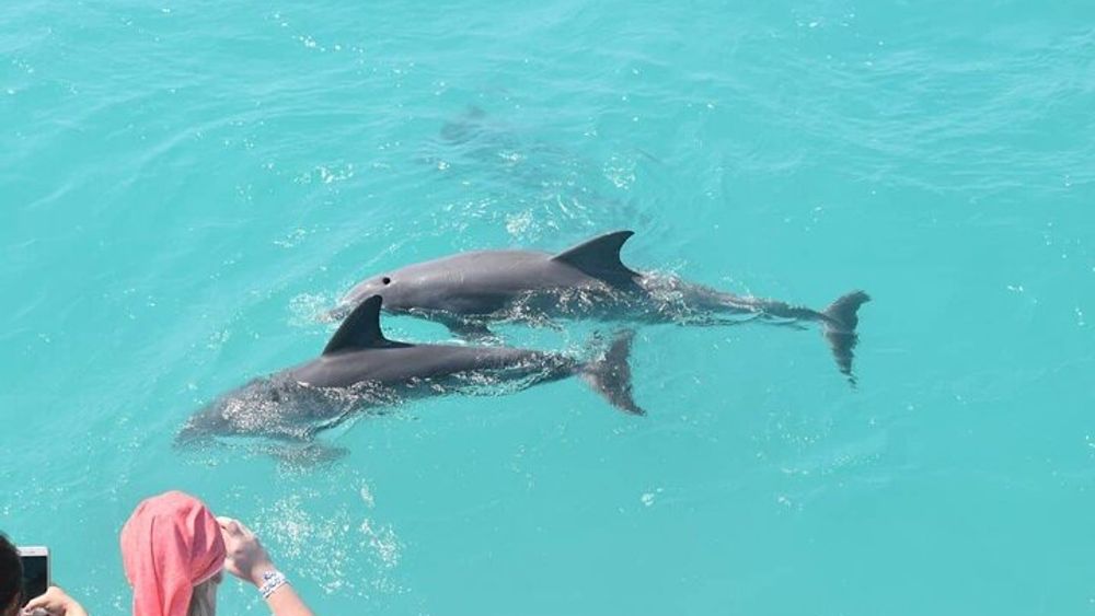 Key West Dolphin Watching Cruise With Drinks & Snorkeling