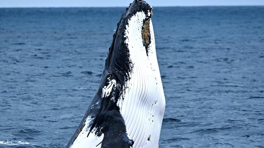 Augusta or Perth Whale-Watching Tour with Optional VIP Lounge