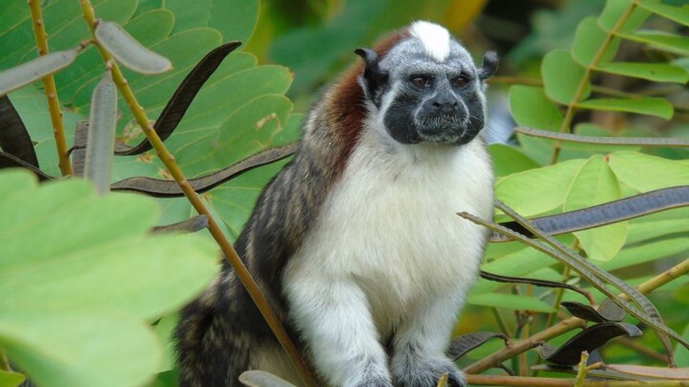 Cruise Shore Excursion Panama: Wildlife Gatun lake