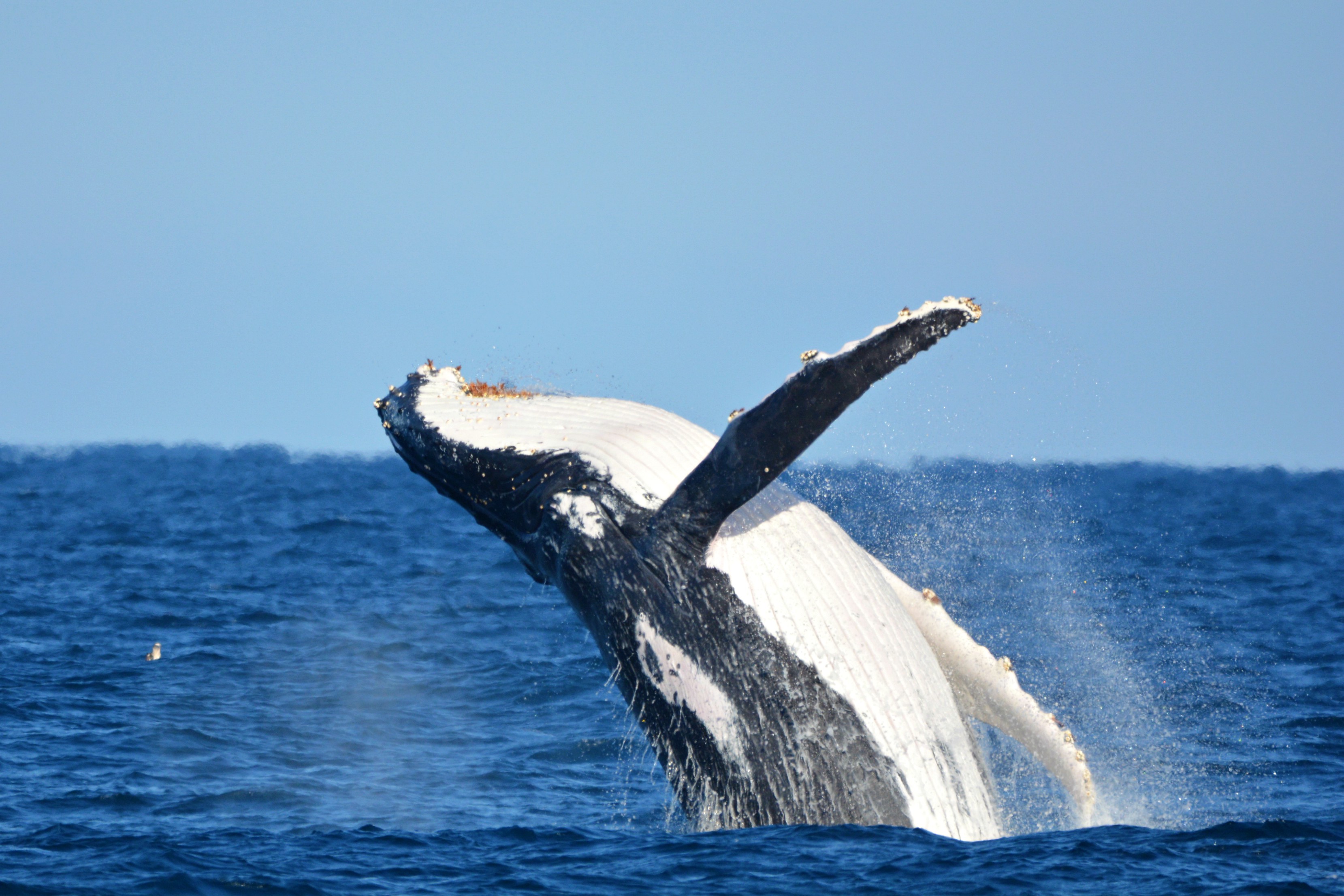 7 Hour Whale Watching, Lighthouse & Sightseeing Tour