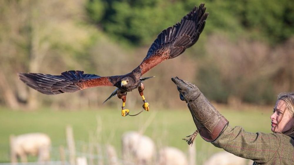 Hawk Walk through the Highland Woodland of Inverness