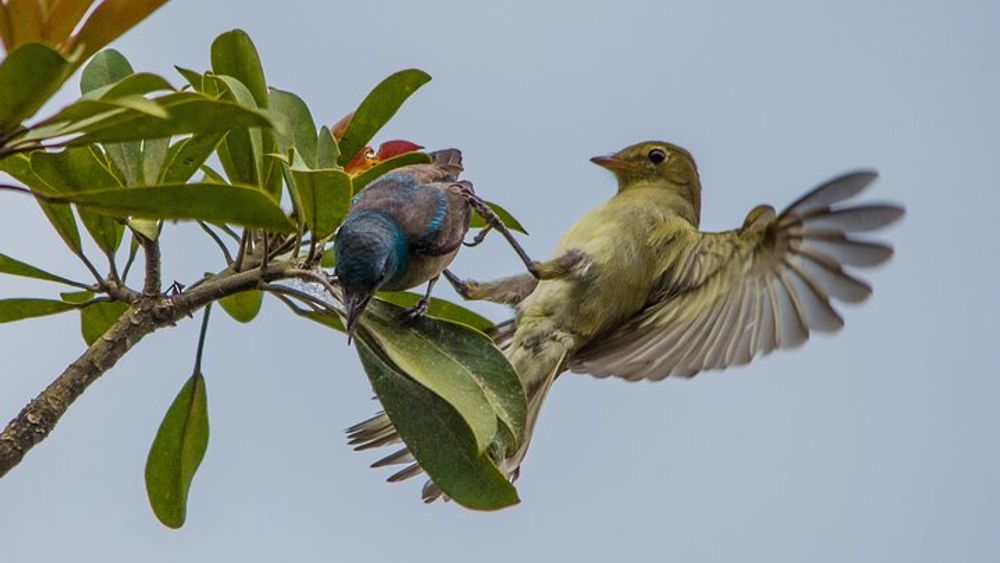 Birdwatching Tour: unlock the wonder, whether beginner or advanced