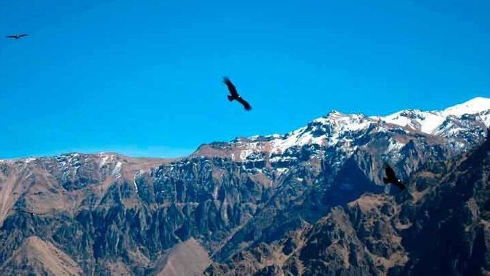 Full Day Tour to the Colca Canyon