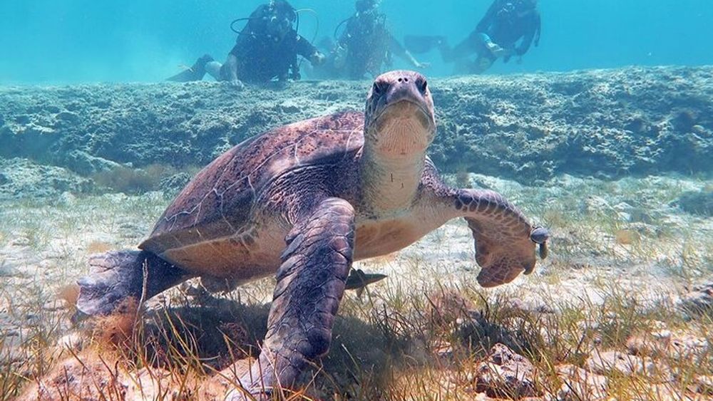 Cyprus SCUBA Diving Experience No Certification Needed