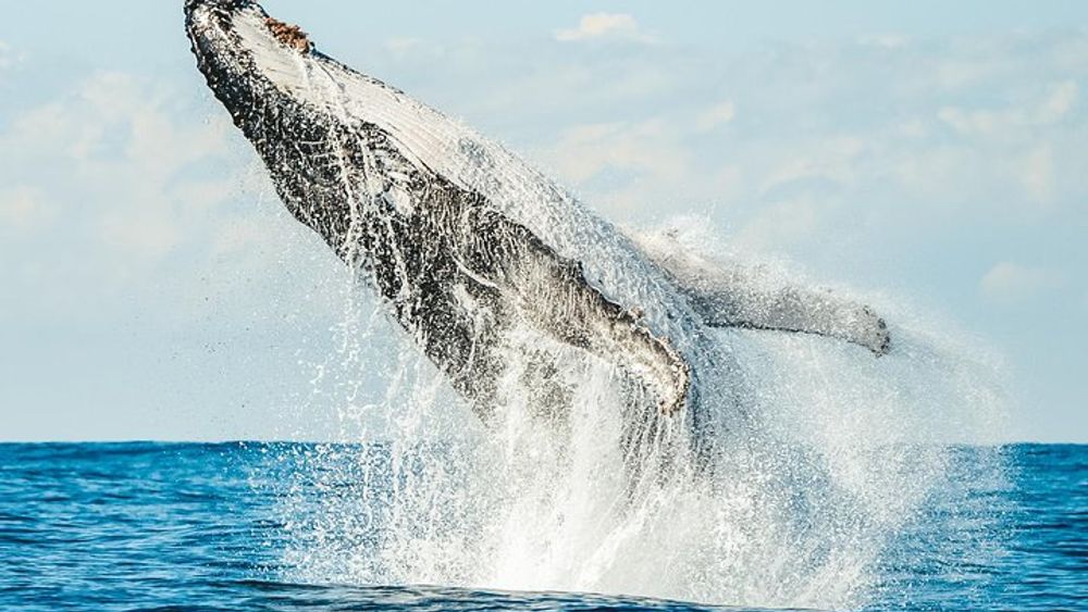 Premier Whale Watching Byron Bay