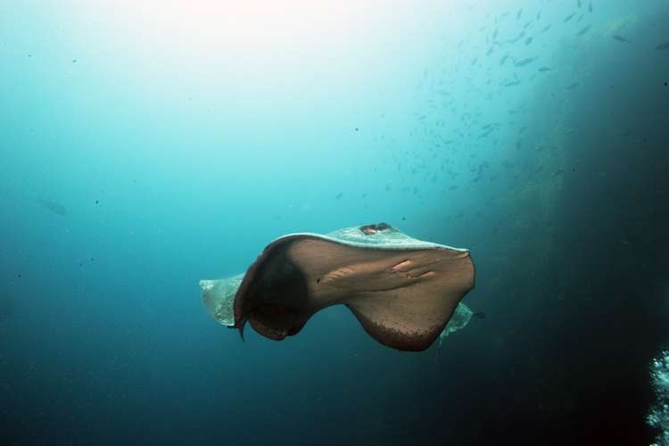 SSI Wreck Diving Specialty