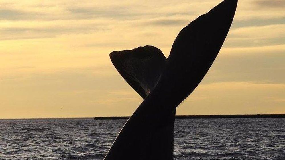 Puerto Madryn Tour, Punta Loma Sea Lions, Playa Punta Este