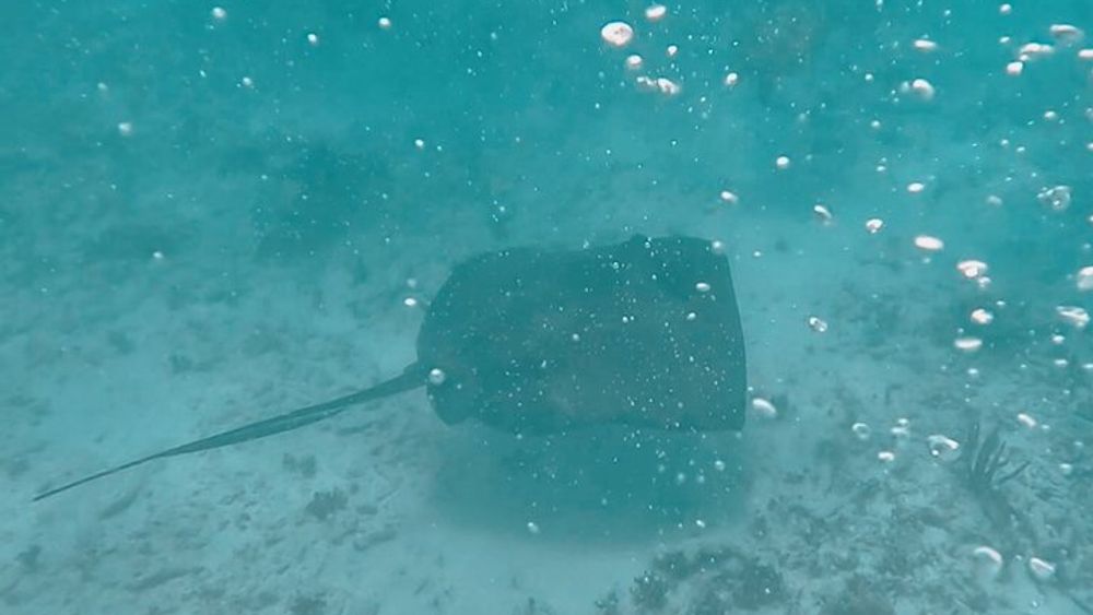 Tulum National Park Reef Snorkeling Excursion