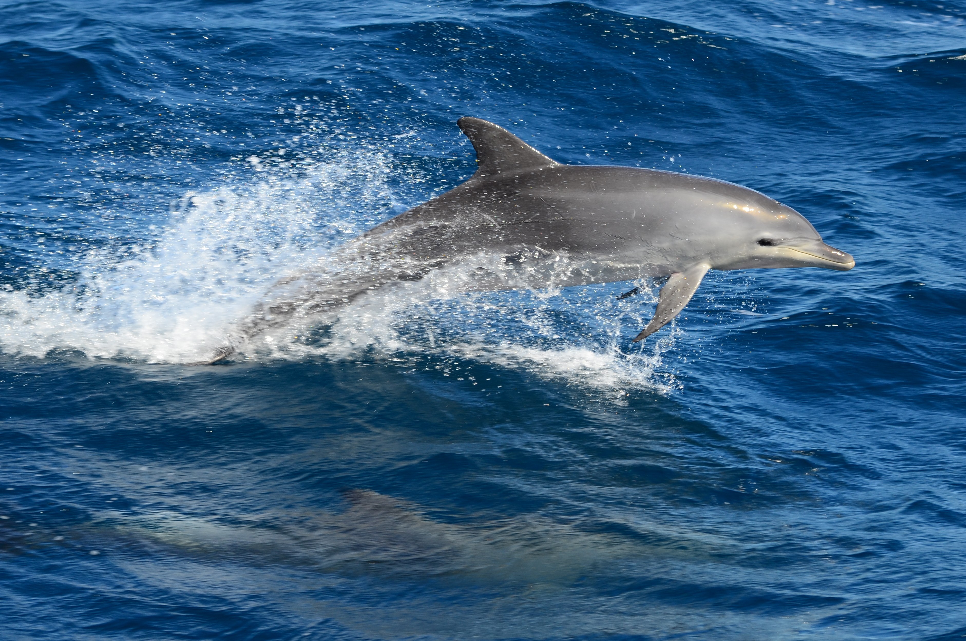 Dolphin & Marine Discovery Cruise 