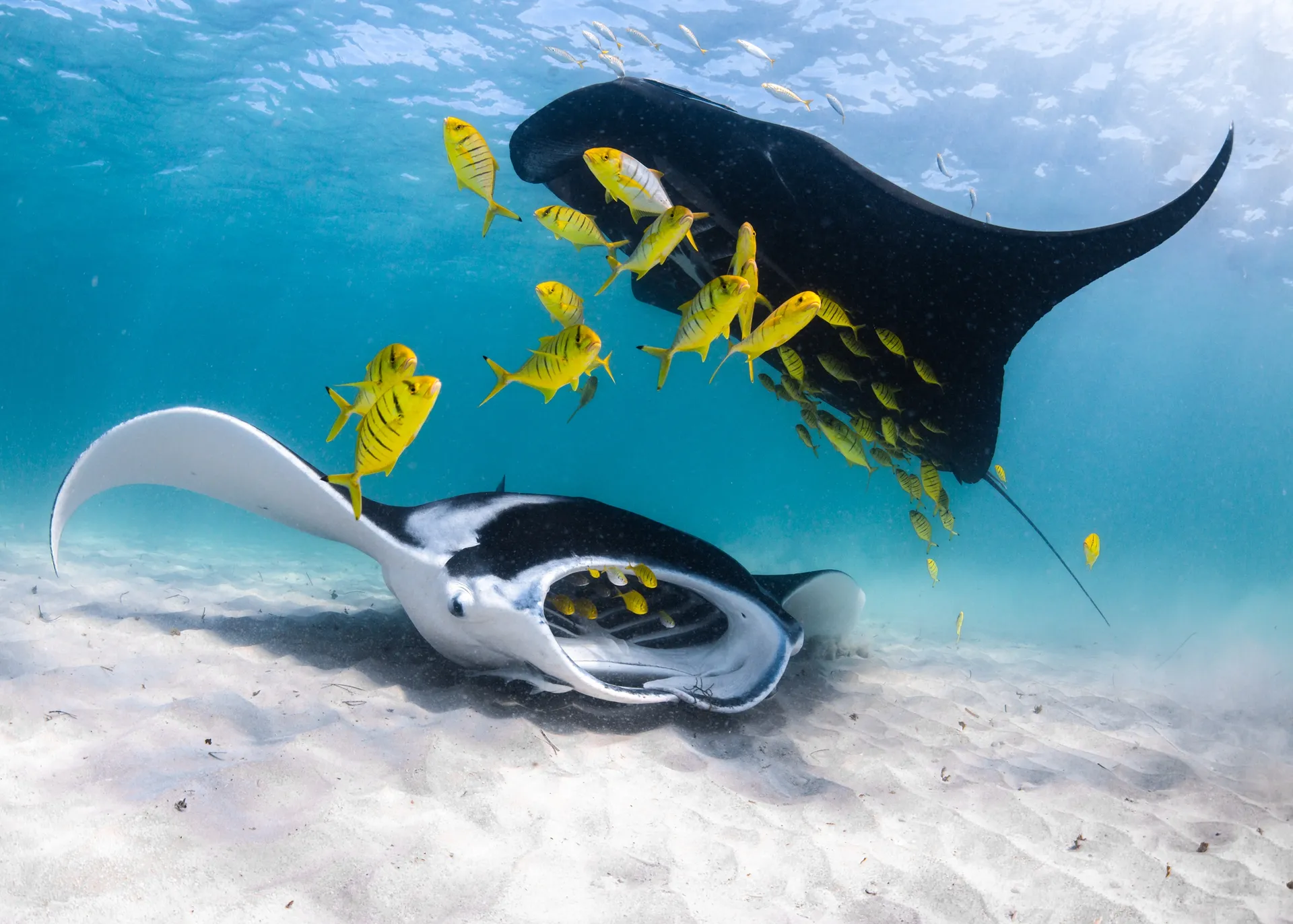 Ningaloo Adventure and Manta Ray Tour- Half Day
