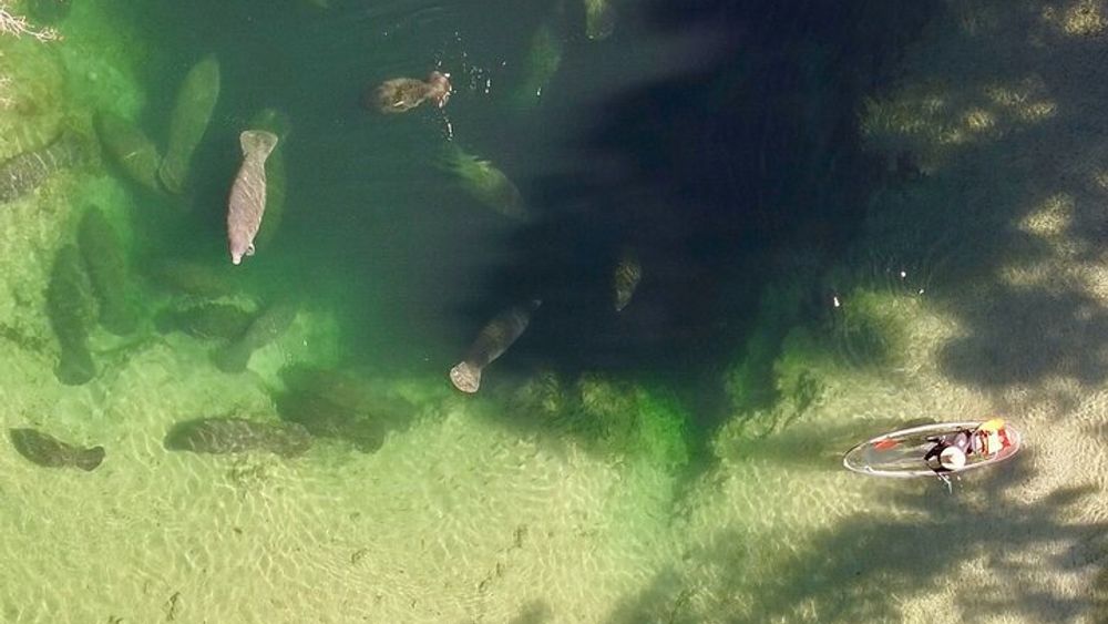 Weeki Wachee Clear Kayak Ecotours Manatee Season - November 14th-March 31st