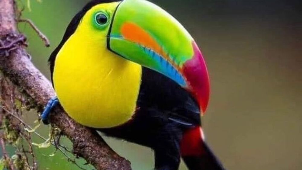 Guided Tour in Manuel Antonio National Park!
