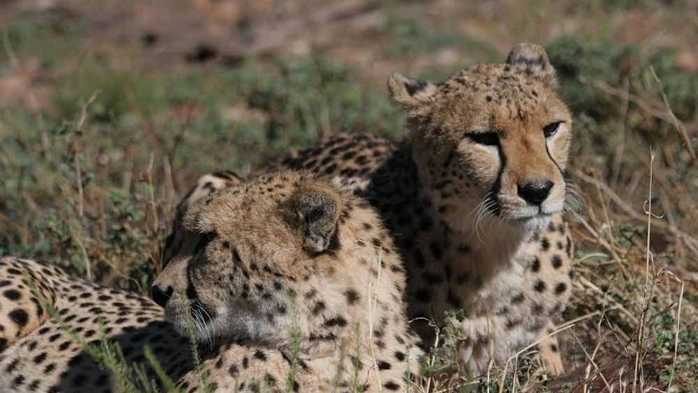 Aquila Game Reserve Wildlife Safari from Cape Town