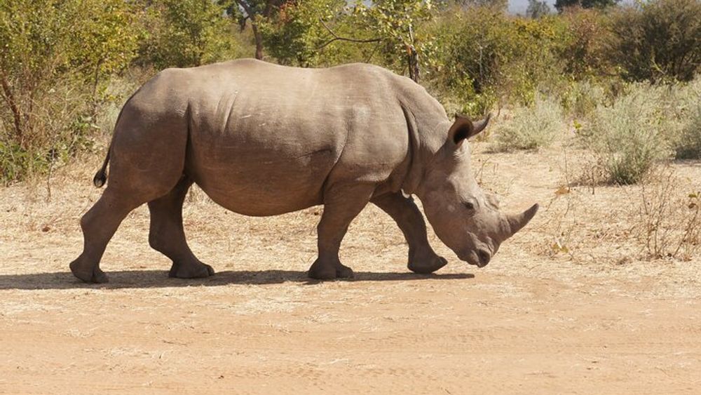 Game Drive and White Rhino Walking Safari in Livingstone