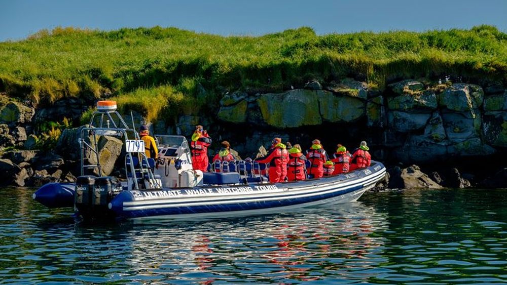 Reykjavik Small-Group Puffin and Bird Watching 1-Hour RIB Tour
