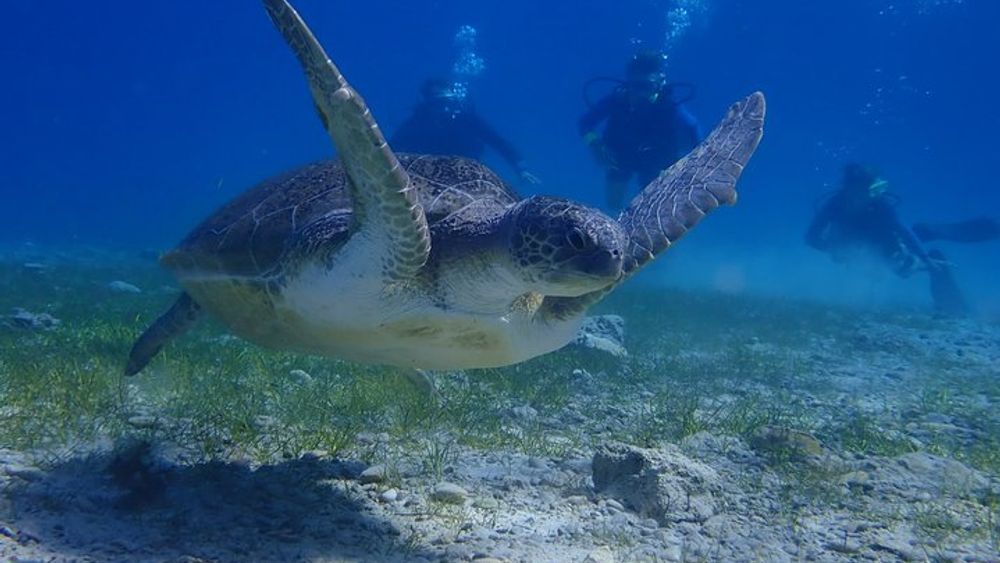 Pernera Scuba Diving Experience from Ayia Napa and Protaras