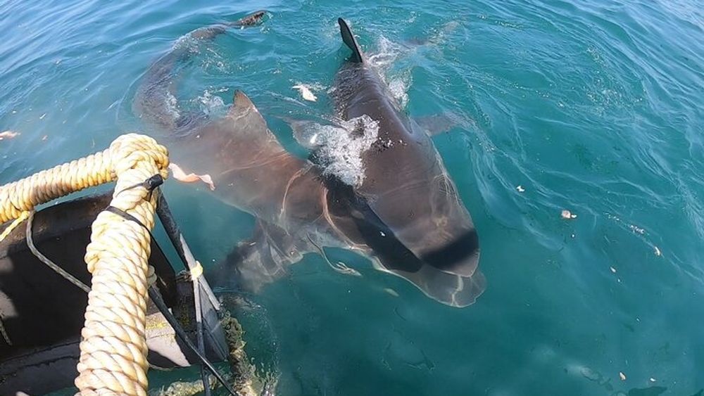 Cape Shark Diving Adventures