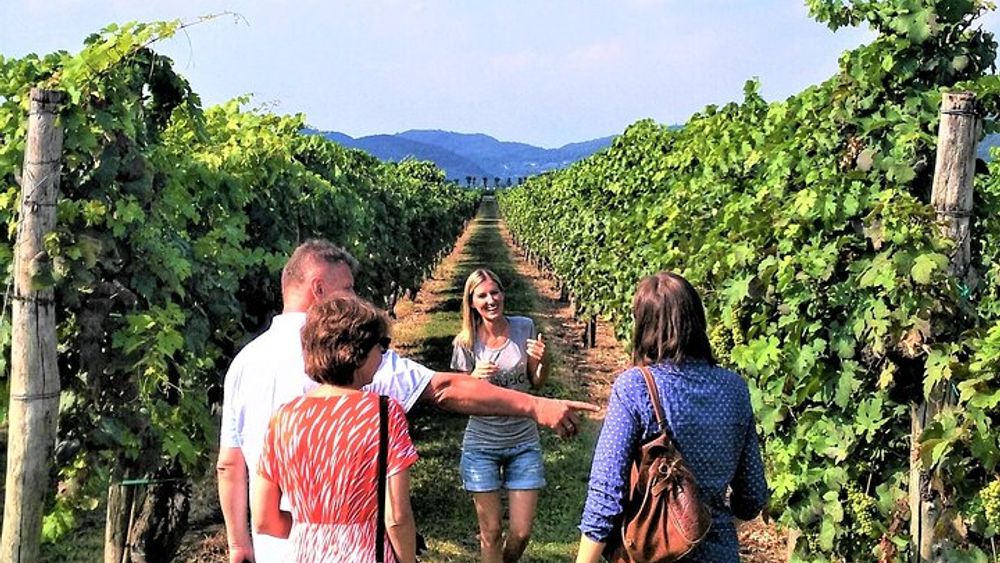 From Venice: Wine Tour in the Euganean Hills