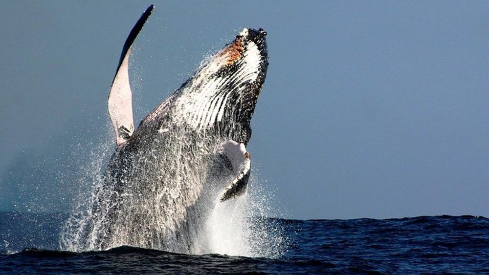 Sydney Whale-Watching Cruise Including Lunch or Breakfast
