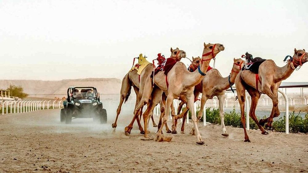 Dubai Royal Camel Race VIP Experience with VVIP Upgrade Option