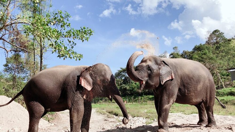 Elephant Sanctuary and Doi Inthanon Small-Group Day Trip