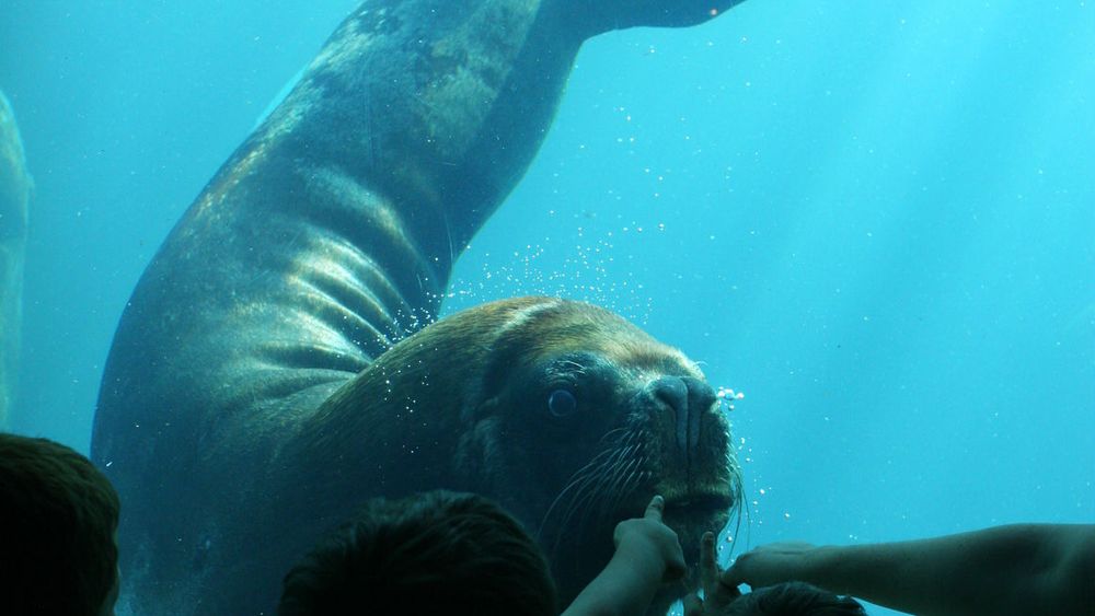 Seaquarium