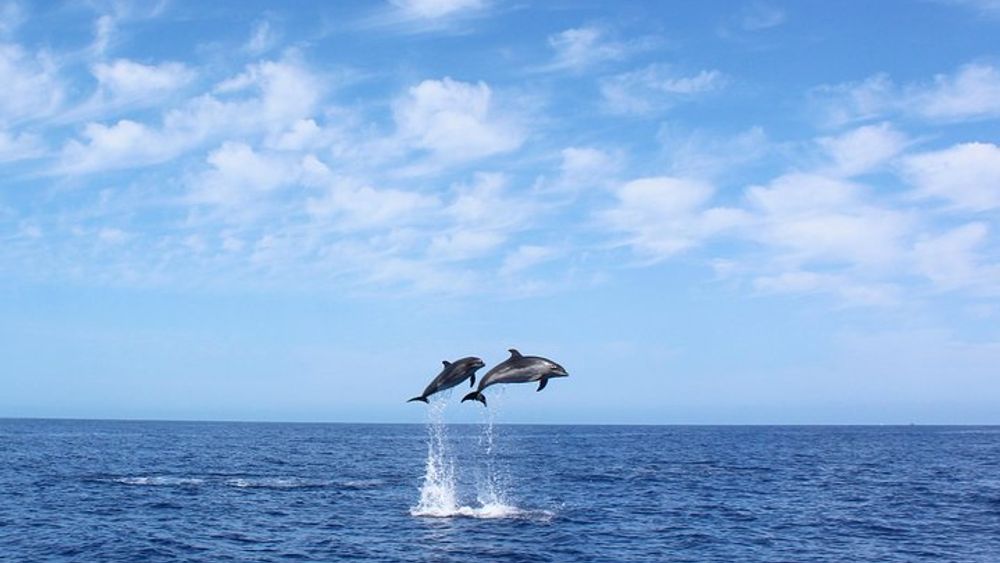 Whale and Dolphin Watching Tour in Madeira