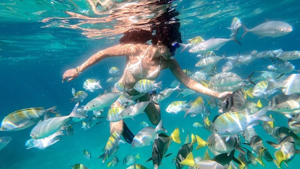 San Jose del Cabo Small-Group Pelican Rock Snorkel Tour