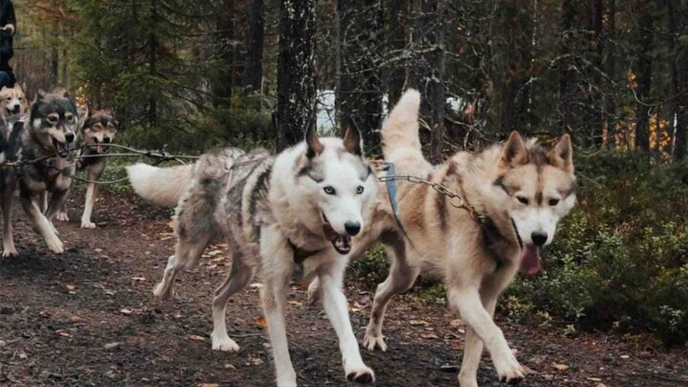 Rovaniemi: 6-10 km Self-Driving Mushing Husky Safari Tour