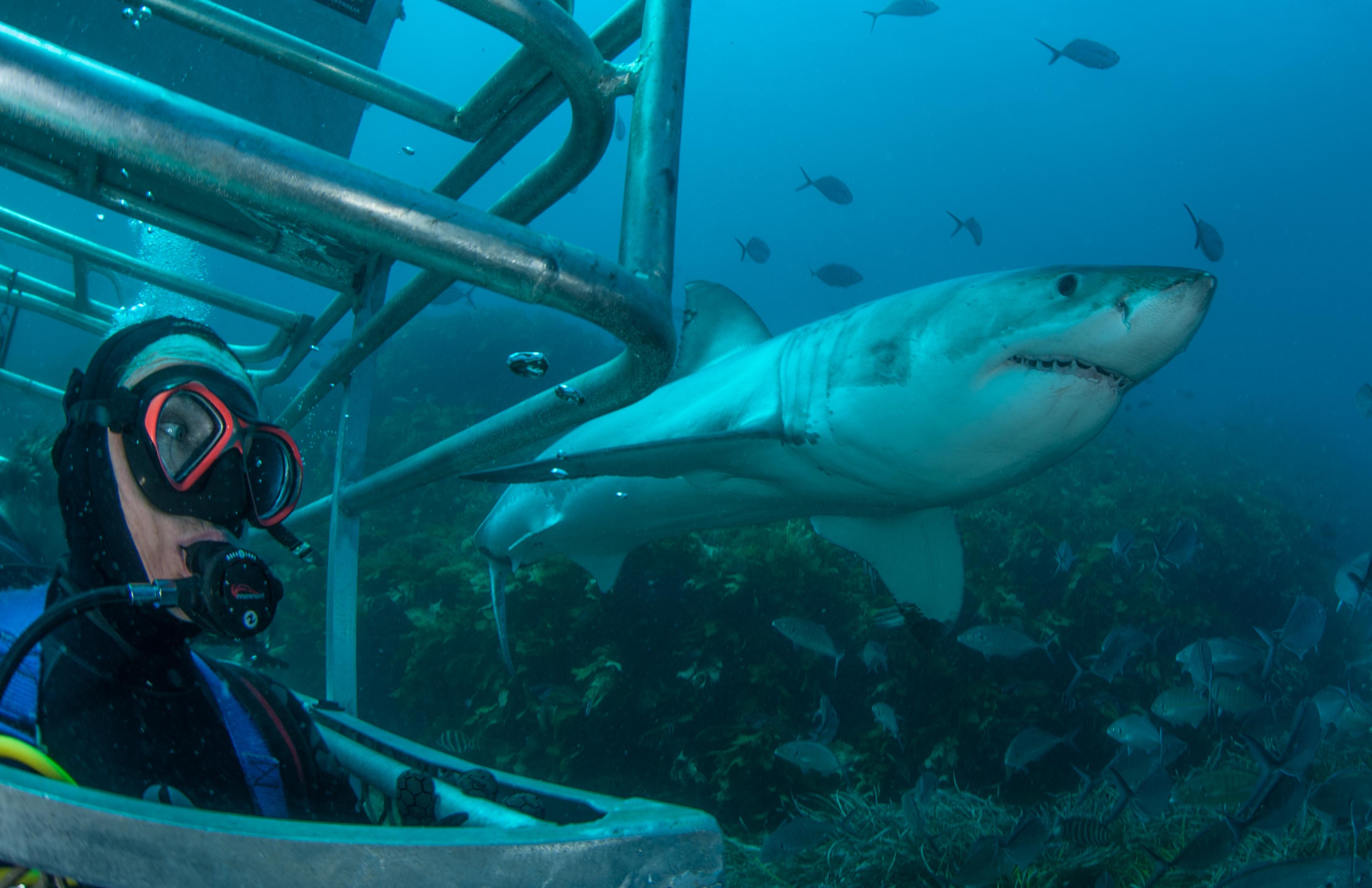 Great White Winter Safari (4 Nights)