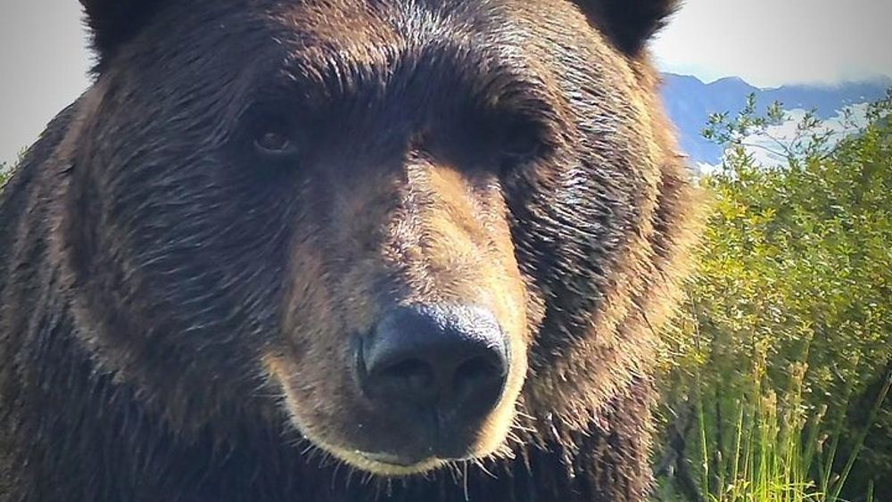Glacier Wilderness and Wildlife Experience From Anchorage