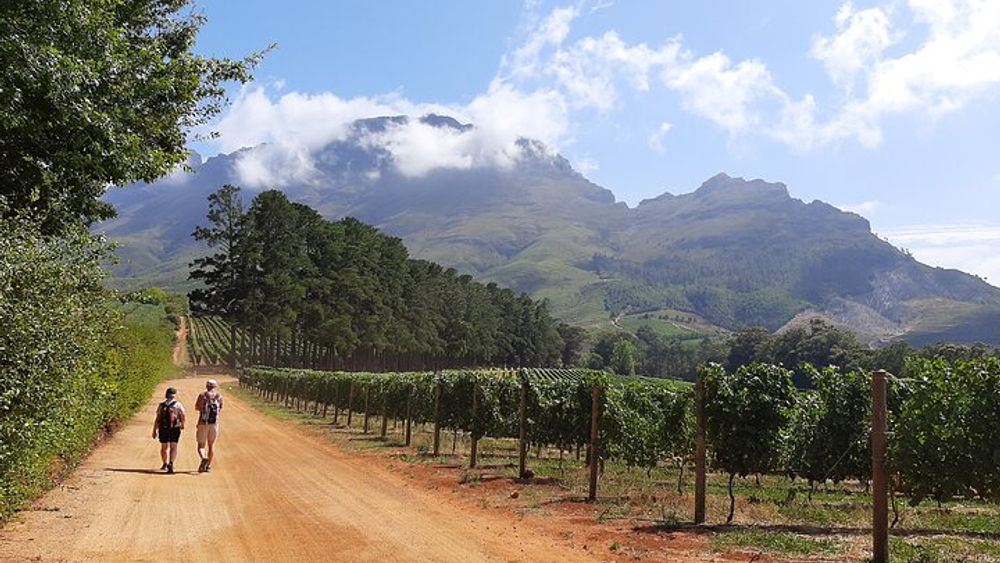 Cape Winelands Guided Vineyard Walk