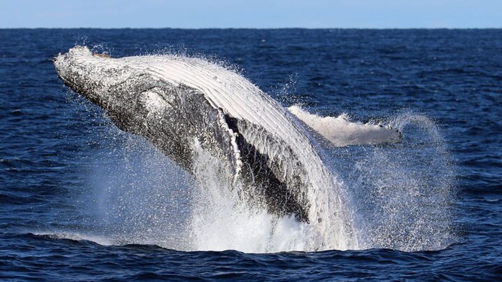 Whale Watching Cruise in New South Wales