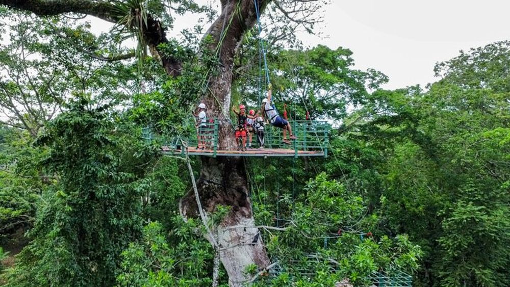 60m Tree Climbing Experience with Descent in Tarzan or Rapel