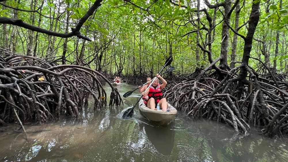 Half-Day Mangrove Kayaking in Langkawi