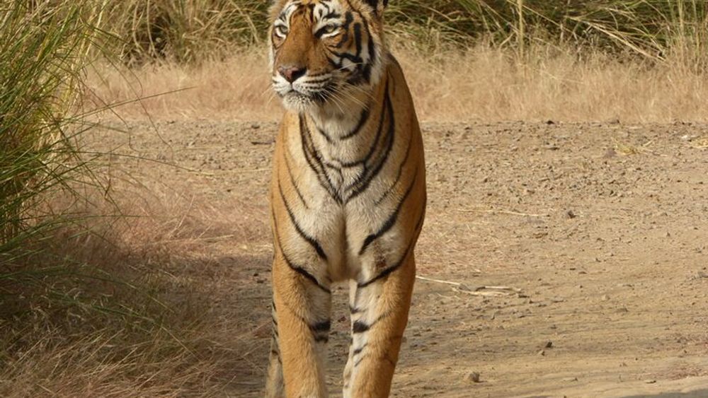 Ranthambore National Park