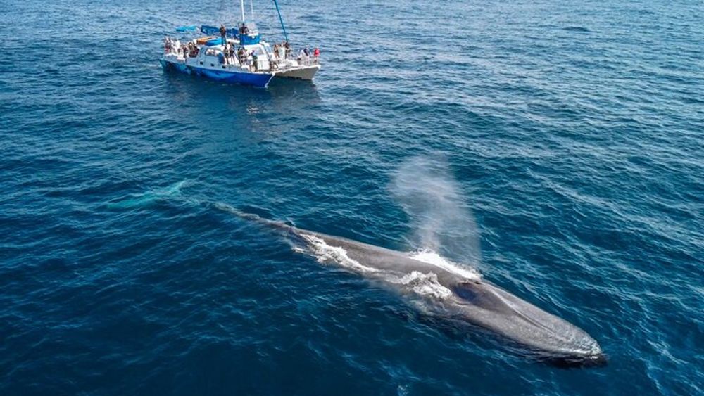 Dana Point Whale and Dolphin Watching Eco-Safari Tour
