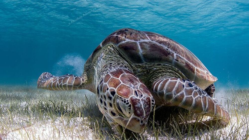 Bestseller! Tulum Private Tour with Turtles and Cenote Snorkeling