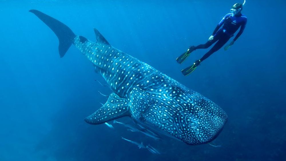 Whale Shark Swimming & Isla Mujeres Beach Visit