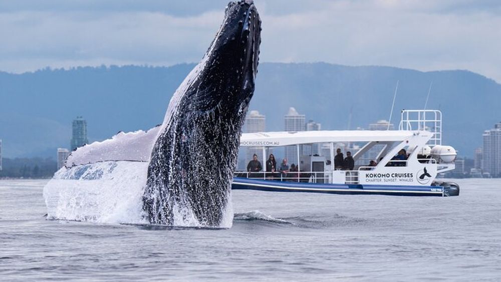 Gold Coast Whale Watching Cruise
